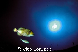 Fishs - Balistoides Viridescens by Vito Lorusso 